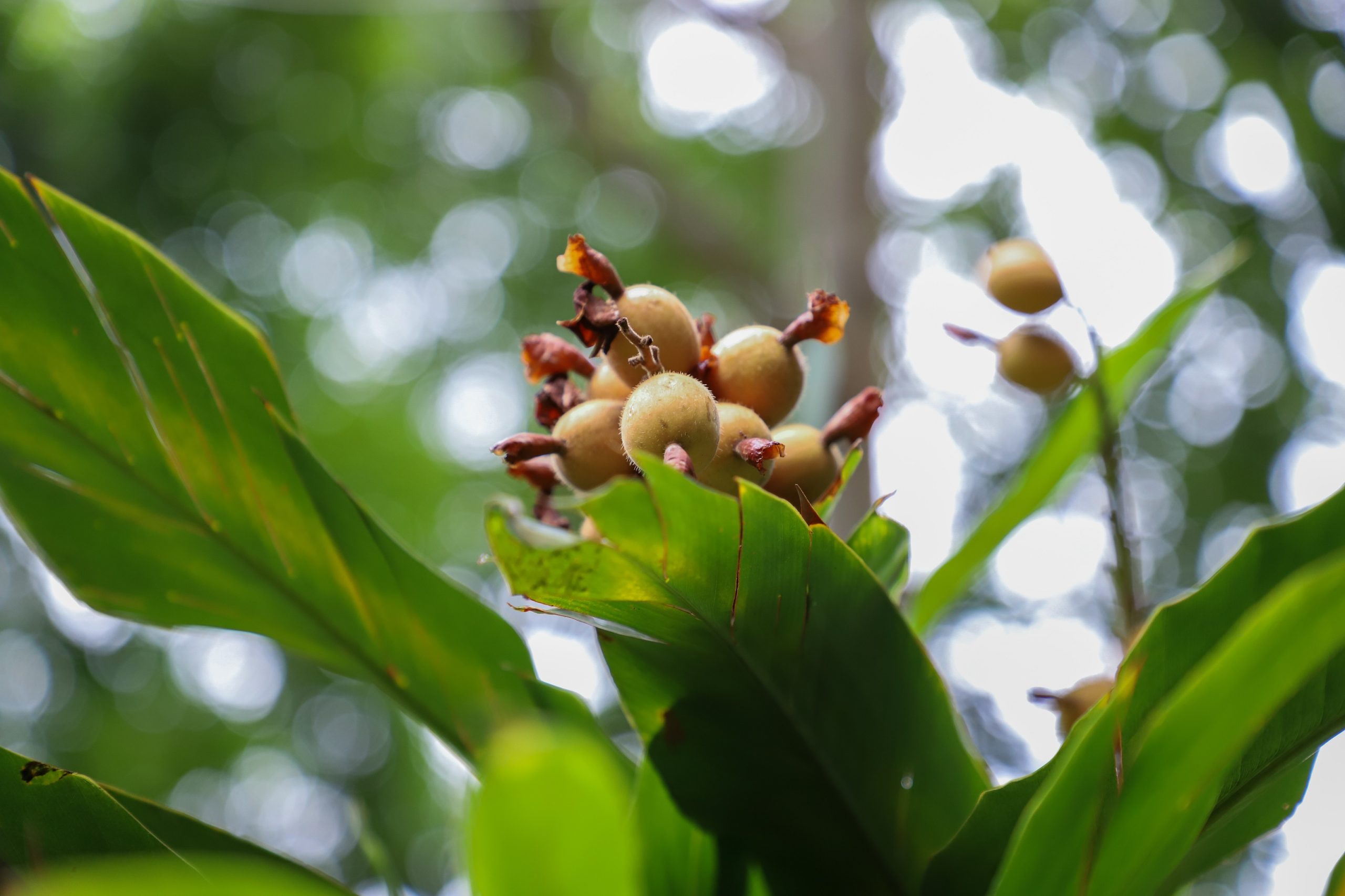 Anti-inflammatory phytotherapeutic potential of Elettaria cardamomum (green cardamom) in polycystic ovary syndrome: an Ayurvedic nutritional perspective